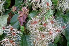 Fruits-of-Clematis-vitalba