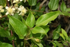 Leaves-of-Clematis-vitalba