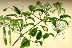 Plant-Illustration-of-Clematis-vitalba