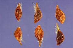 Seeds-of-Clematis-vitalba