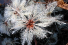 Silky-appendages-of-Clematis-vitalba-fruits