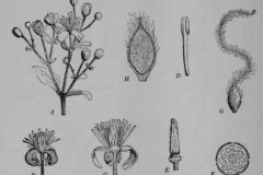 Sketch-of-Clematis-vitalba