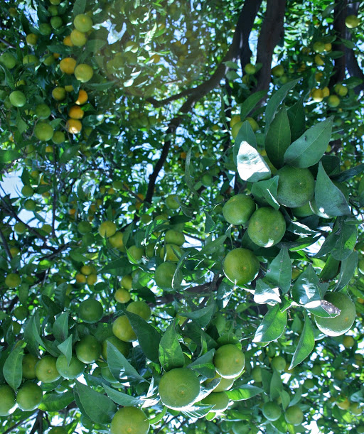 Clementine-fruit-in-the-tree