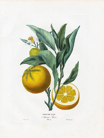 Clementine-illustration