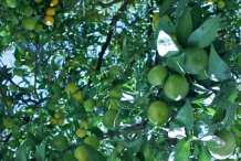 Clementine-fruit-in-the-tree