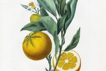 Clementine-illustration