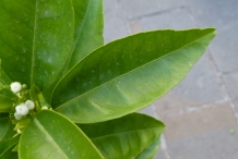 Clementine-leaves