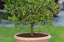 Clementine-tree