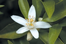 Close-up-flower-of-Clementine