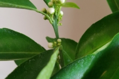 Clementine-flower-bud