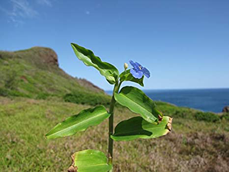 Climbing-dayflower-plant