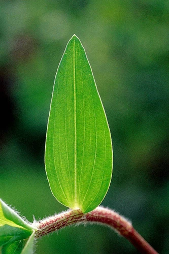 Closer-view-of-leaf-of-Climbing-dayflower