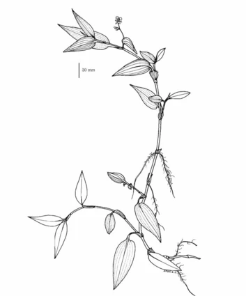 Sketch-of-Climbing-dayflower