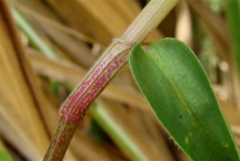 Closer-view-of-stem-of-Climbing-dayflower