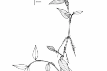 Sketch-of-Climbing-dayflower