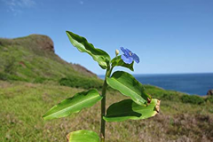 Climbing-dayflower-plant