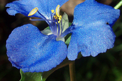 Closer-view-of-flower-of-Climbing-dayflower