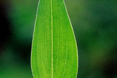 Closer-view-of-leaf-of-Climbing-dayflower
