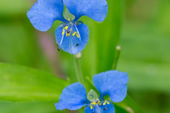 Flowers-of-Climbing-dayflower