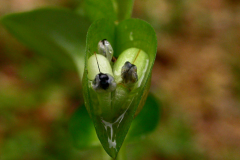 Fruits-of-Climbing-dayflower