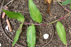 Leaves-of-Climbing-dayflower