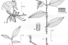 Plant-Illustration-of-Climbing-dayflower