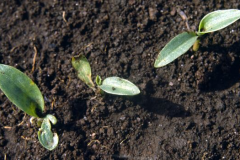 Saplings-of-Climbing-dayflower