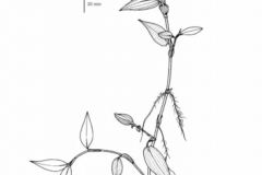 Sketch-of-Climbing-dayflower