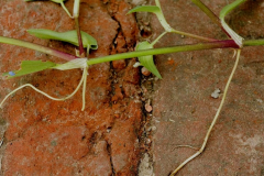 Stem-of-Climbing-dayflower1