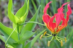Climbing-Lily--flower