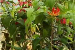 Climbing-lily-Plant