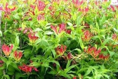 Climbing-lily-plant-growing-wild