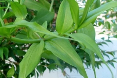 Leaves-of-Climbing-Lily