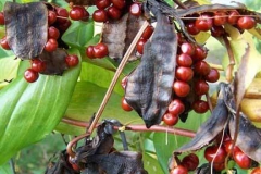 Mature-fruits-and-seeds-of-Climbing-lily