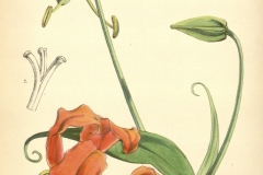 Plant-Illustration-of-Climbing-lily