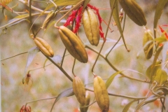 Ripe-fruits-of-Climbing-lily