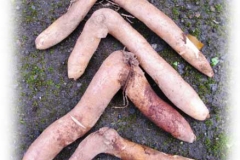 Roots-of-Climbing-lily