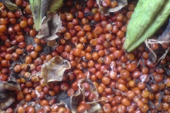 Seeds-of-Climbing-lily