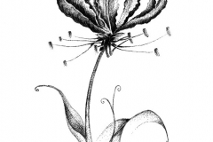 Sketch-of-Climbing-lily