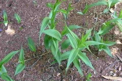 Small-Climbing-lily-plant