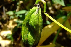 Unripe-fruit-of-Climbing-lily