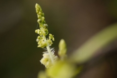 Flower-bud