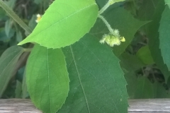 Leaves