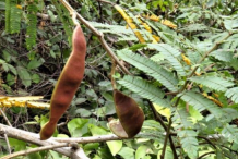 Mature-fruits-of-Climbing-wattle