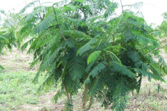 Climbing-wattle-plant
