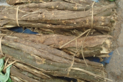 Dried-stem-bark-of-Climbing-wattle
