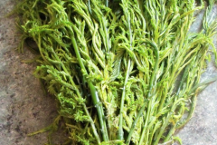 Edible-twigs-of-Climbing-wattle