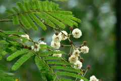 Flower-of-Climbing-wattle