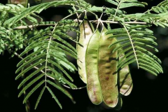 Immature-fruits-of-Climbing-wattle