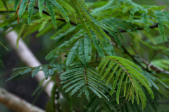 Leaves-of-Climbing-wattle